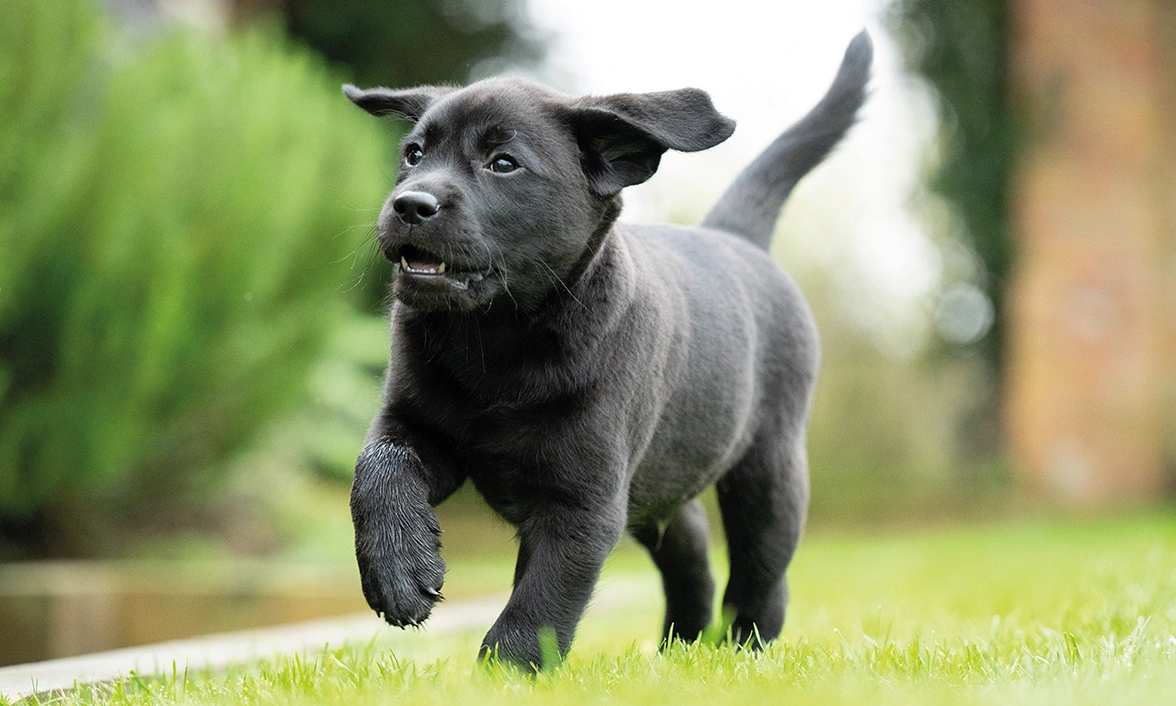 A small black labrador pup running on grass, ears flapping outwards and tail held high.