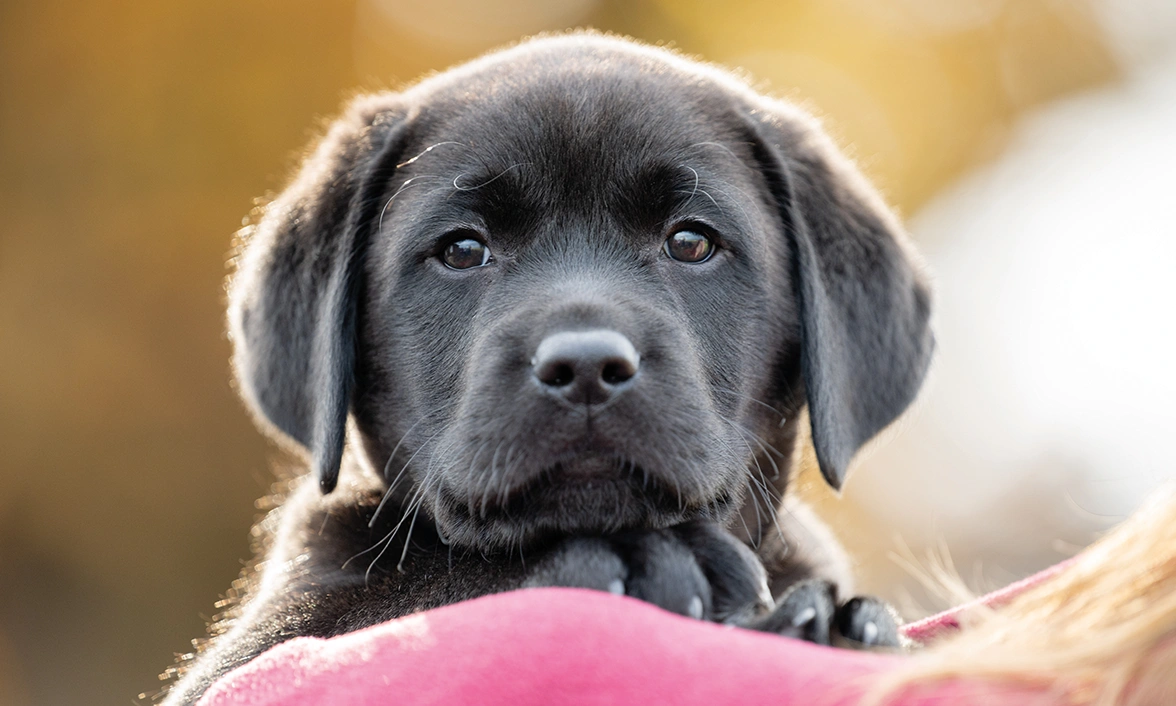 Close up of black lab Neville as he rests on a person's shoulder