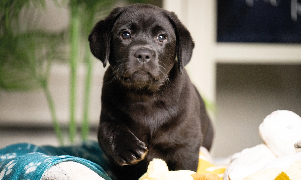Black lab pup Neville, sitting in his bed, one paw raised