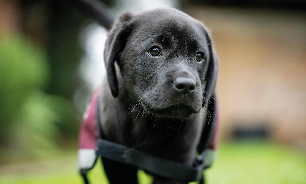 A small black labrador pup, wearing an adult sized hearing dogs jacket. It looks so big on him.