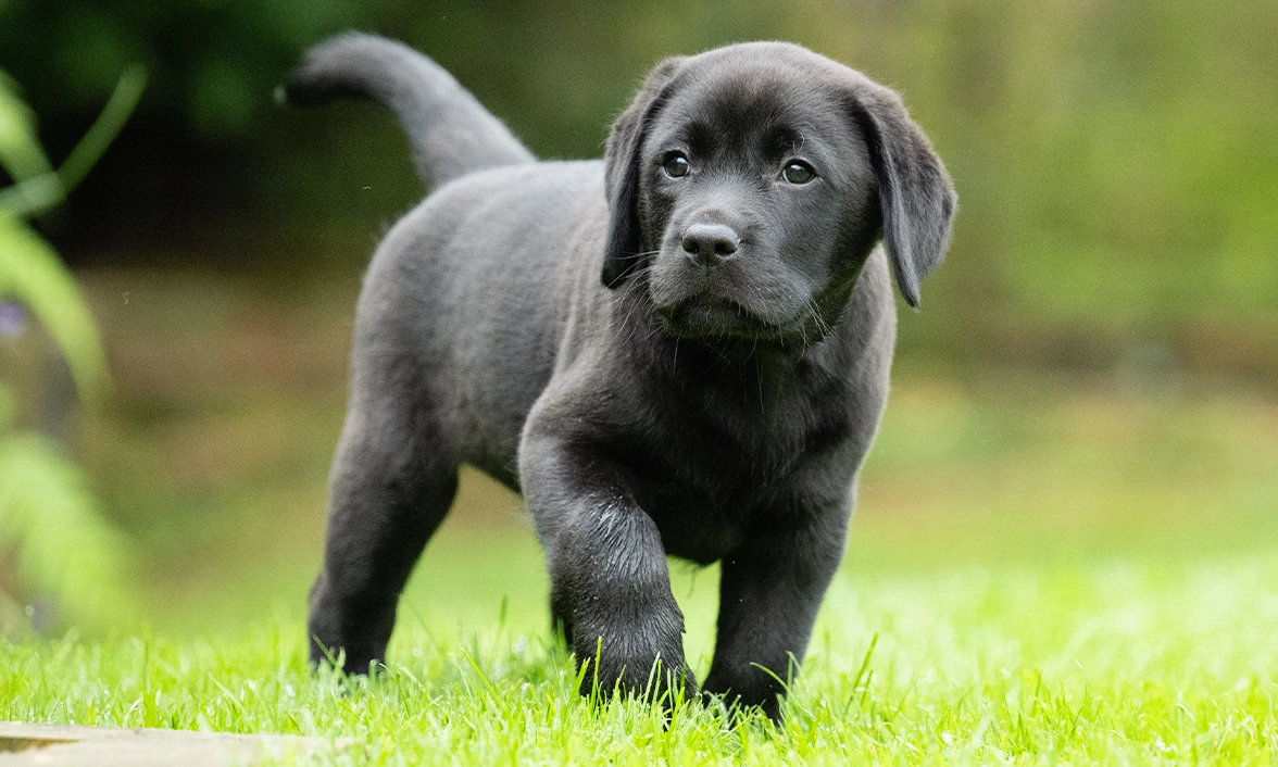 A black lab pup standing on short grass, looking off to the left with curiosity 