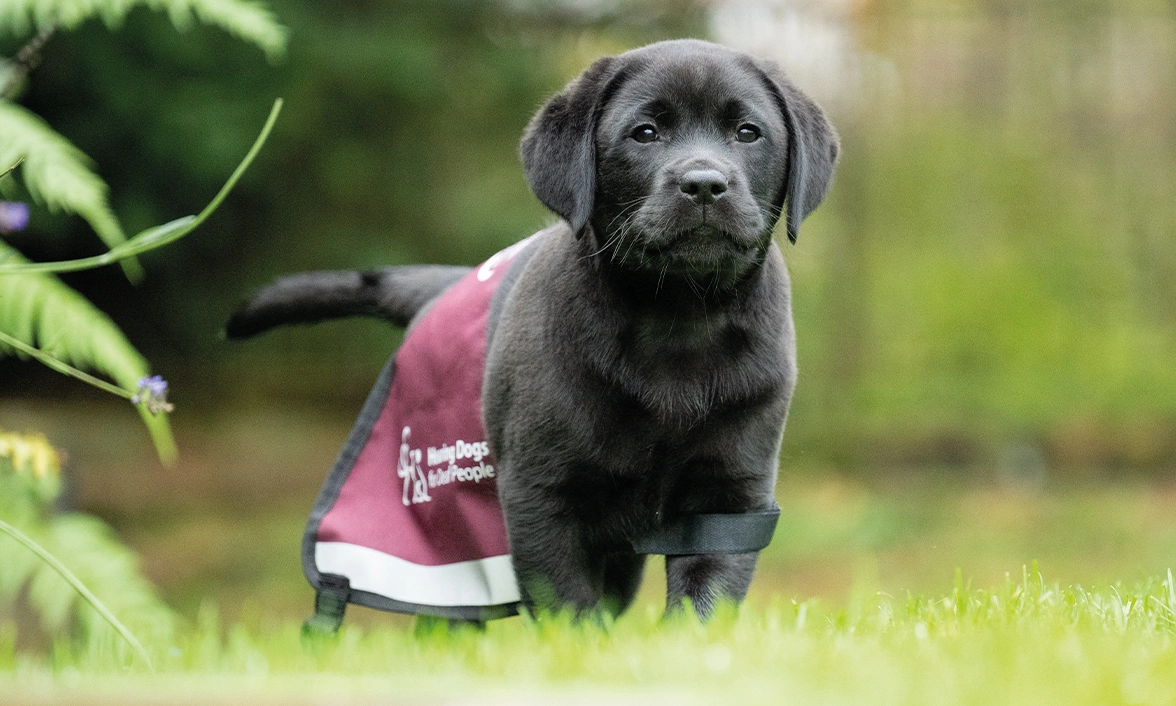 Another photo of black labrador Neville with his oversized hearing dogs jacket