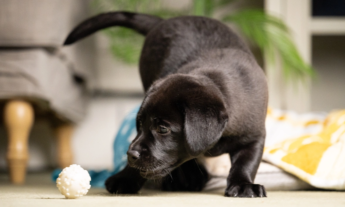 Black Lab pup, Neville, playing with a small white ball in a room.