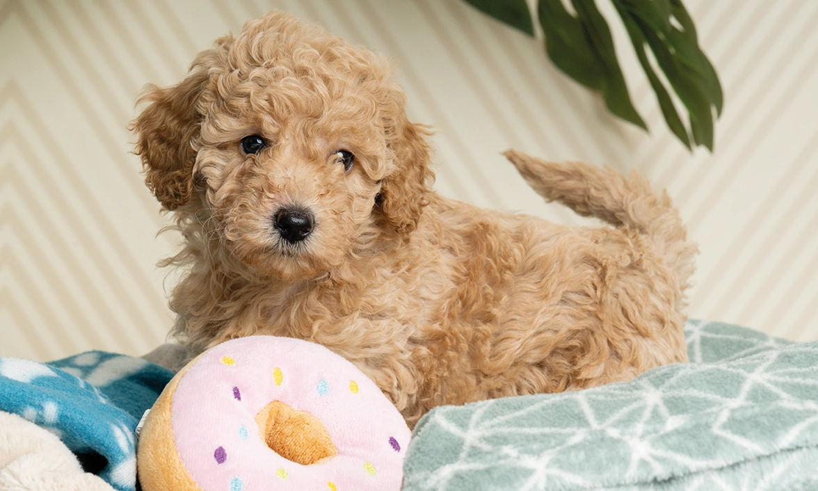 Curly, light coloured puppy laying in a dog bed, a doughnut plush toy in front of them.