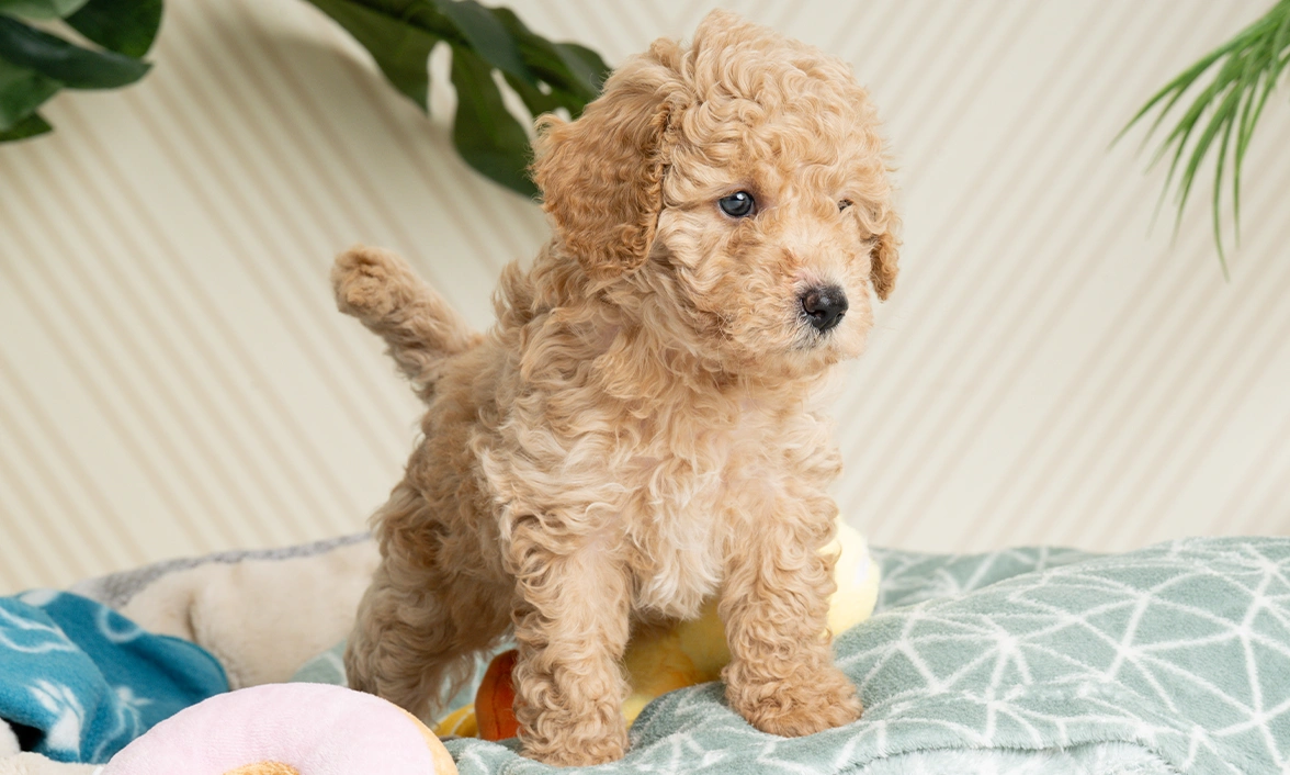 Cute curly Zandy standing up in her bed, looking at something out of view