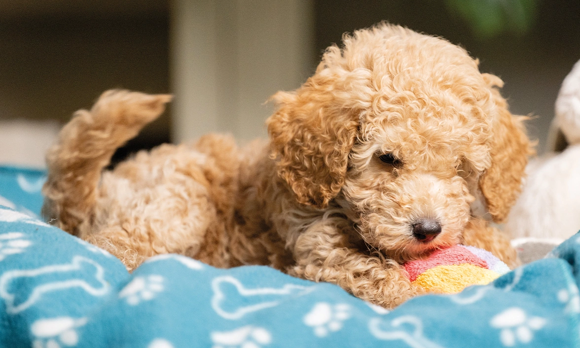 Zandy in her doggy bed, her attention focuses on the toy between her front paws