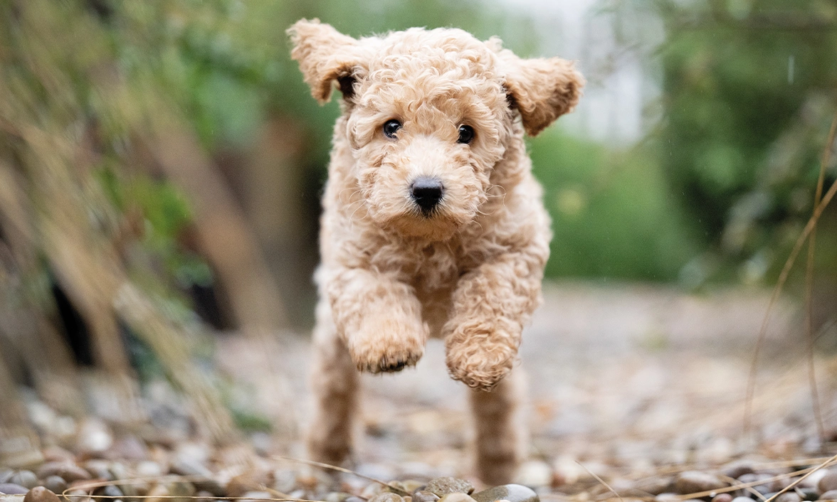 Curly furred Zandy running full pelt towards camera, both front paws raised, ears flapping.