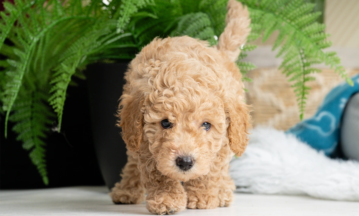 Curly poodle Zandy is standing, head lowered to the ground, studying something in front of her. Plant leaves are in the background.