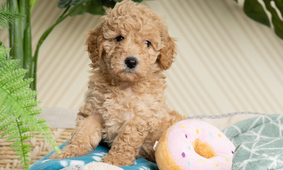 Curly poodle Zandy, sitting up in her bed. A plush doughnut toy can be seen beside her.