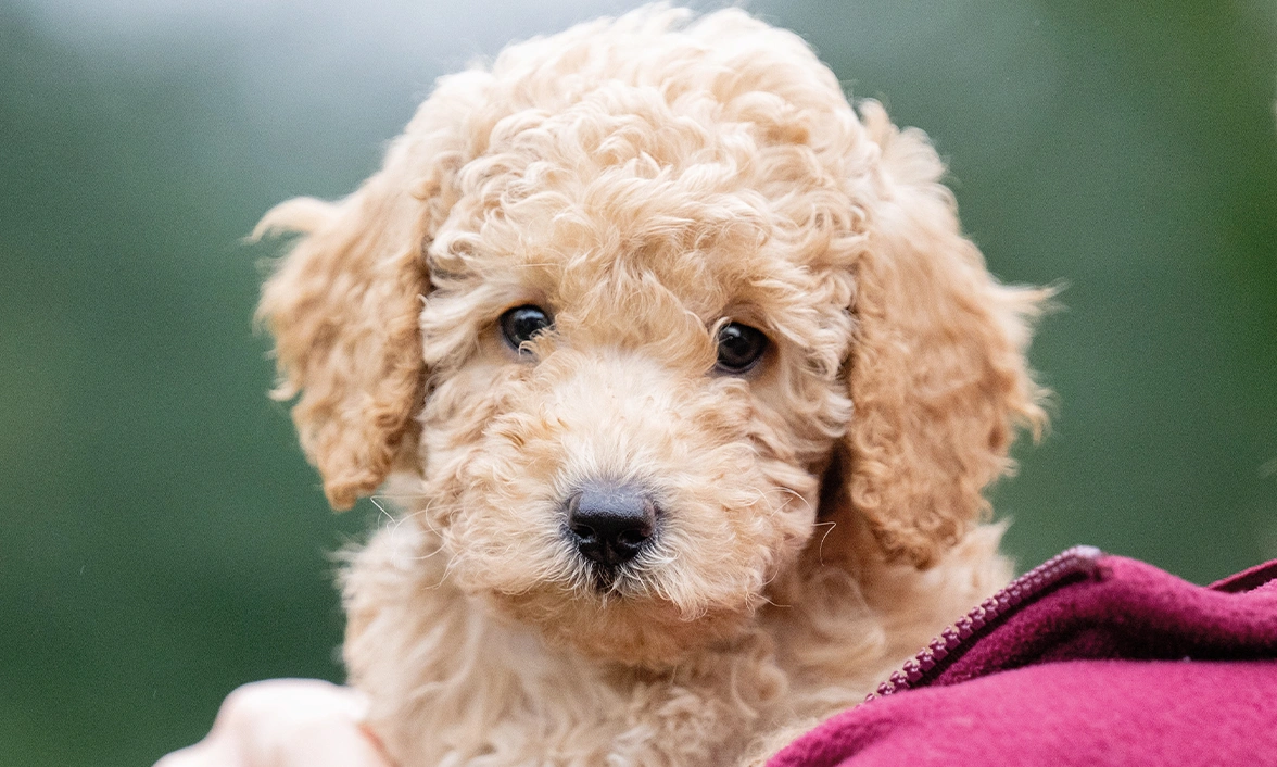 Close up of poodle Zandy's face as she rests over someone's shoulder. She has curly fur and a cute little black nose