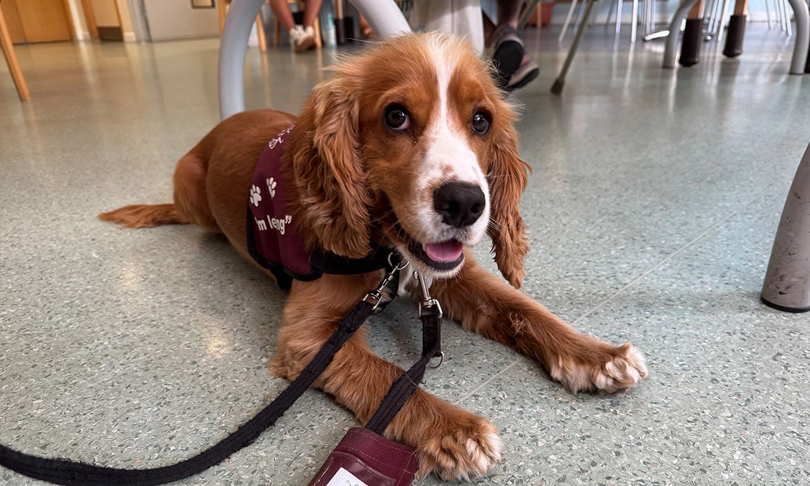 Golden Spaniel laying on floor wearing "I'm learning" to be a Hearing Dogs jacket