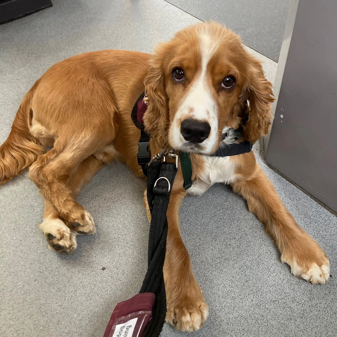 Golden Spaniel settling on train wearing Hearing Dogs training jacket
