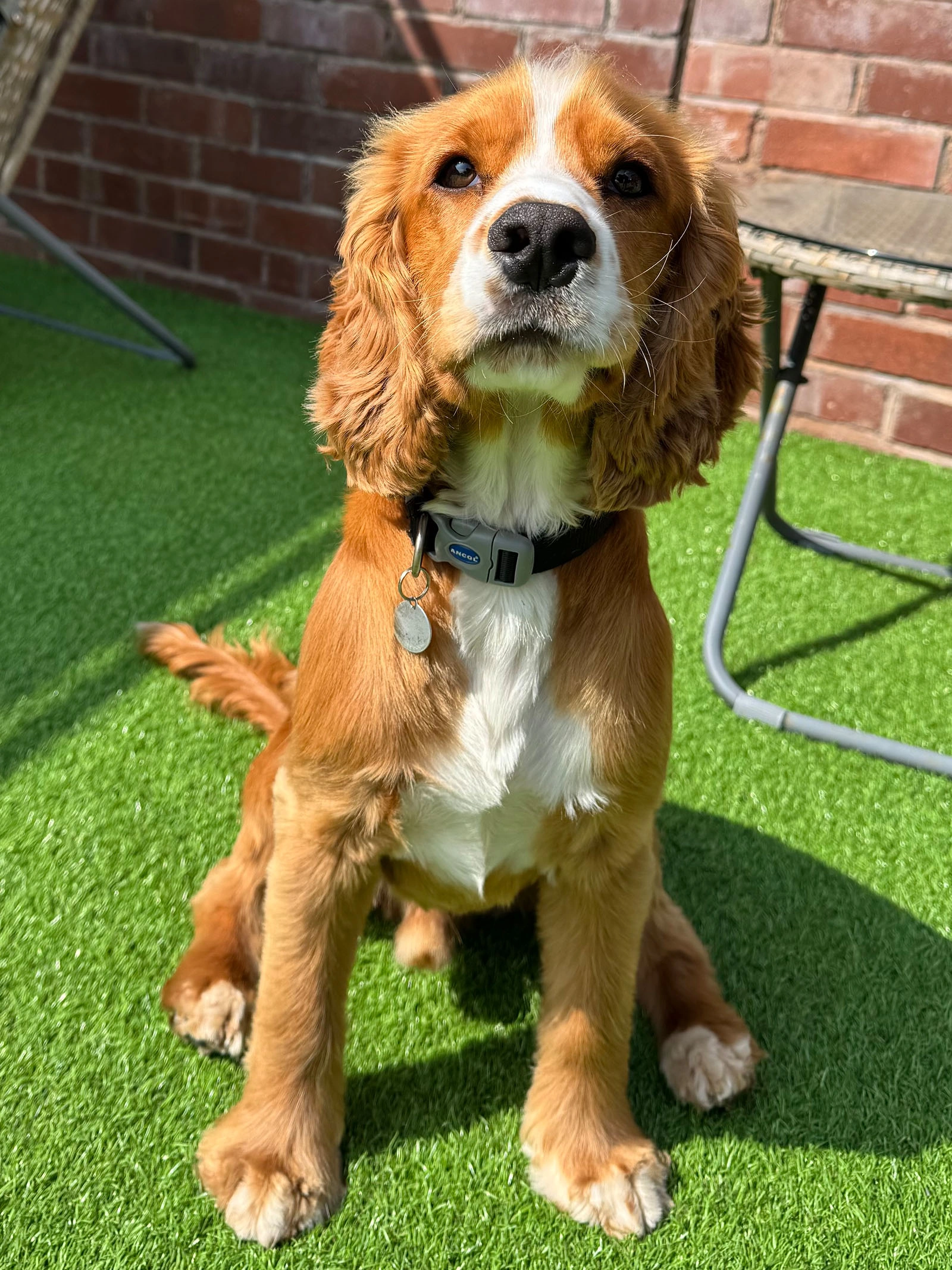 Golden Spaniel sitting on grass looking proud