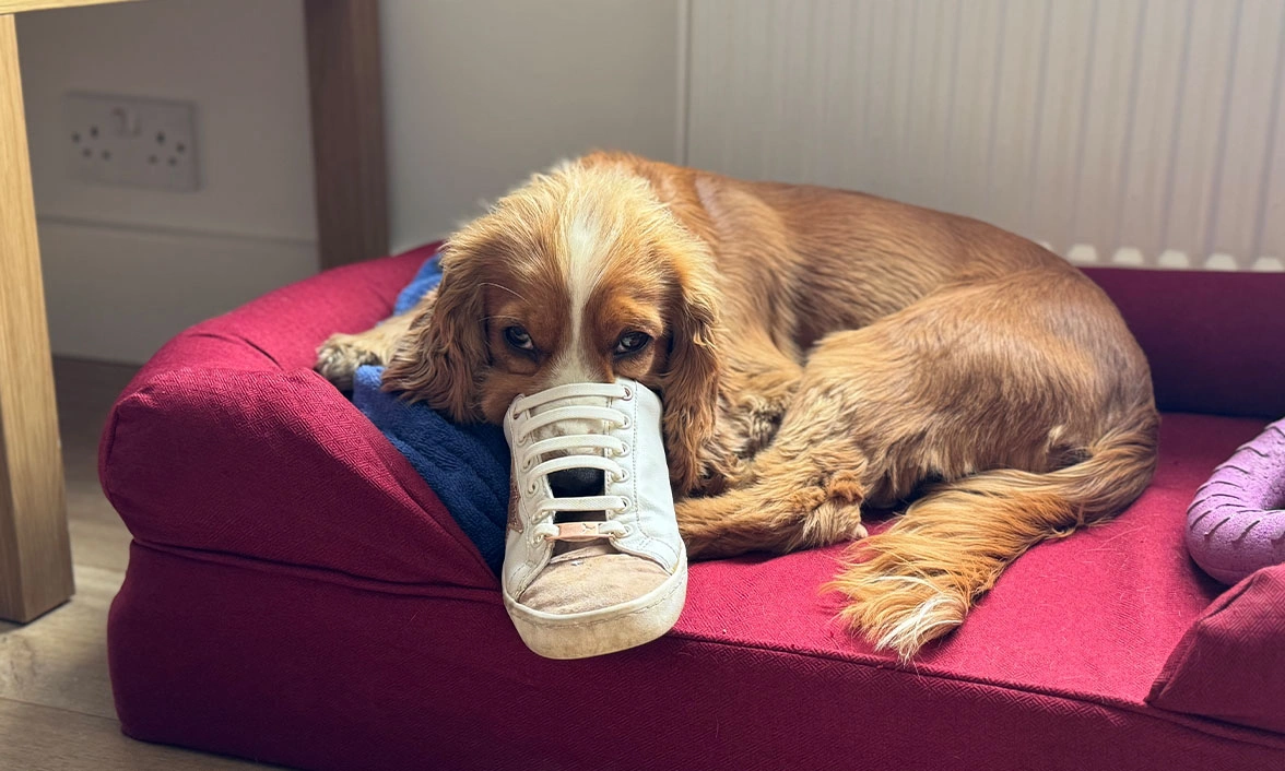 Golden Spaniel laying in bed sniffing a trainer