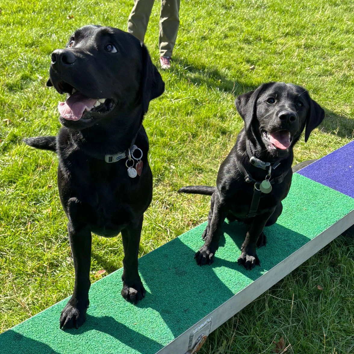 Two black Labradors sitting on platform at outdoor agility class