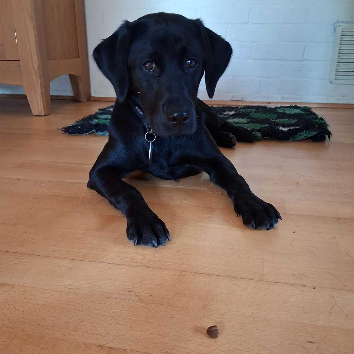 Black Labrador laying down with treat placed in front of her