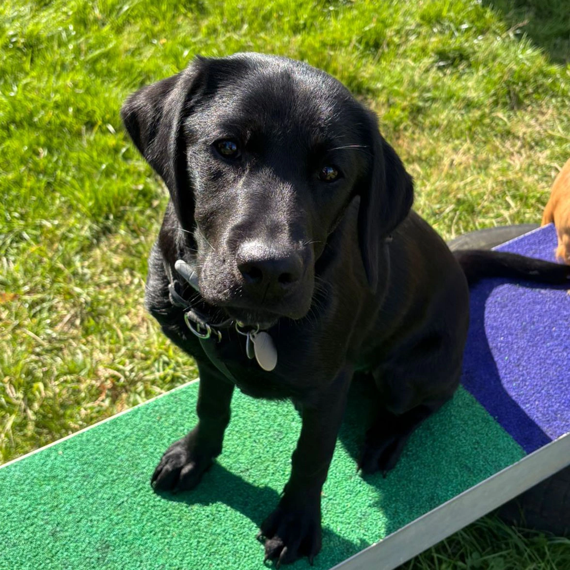 Black Labrador sitting on platform at outdoor agility class