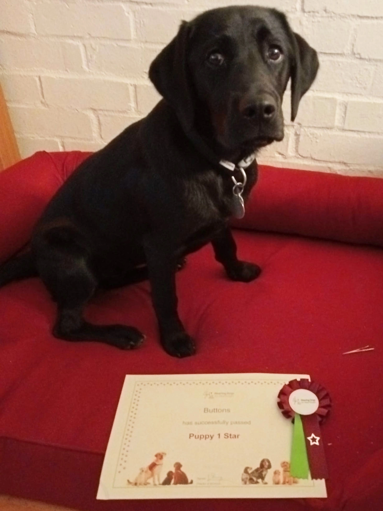 Black Labrador puppy sitting in bed with certificate and rosette