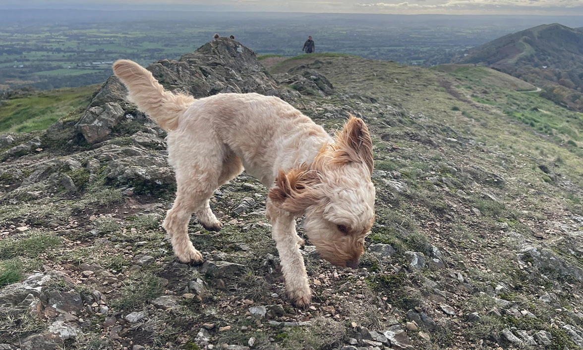 Apricot Cockapoo sniffing ground on top of hill