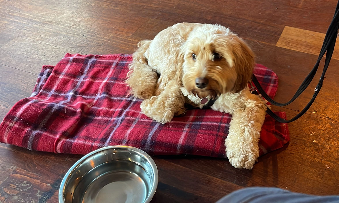 Apricot Cockapoo settling on a tartan patterned blanket with water bowl in front of her
