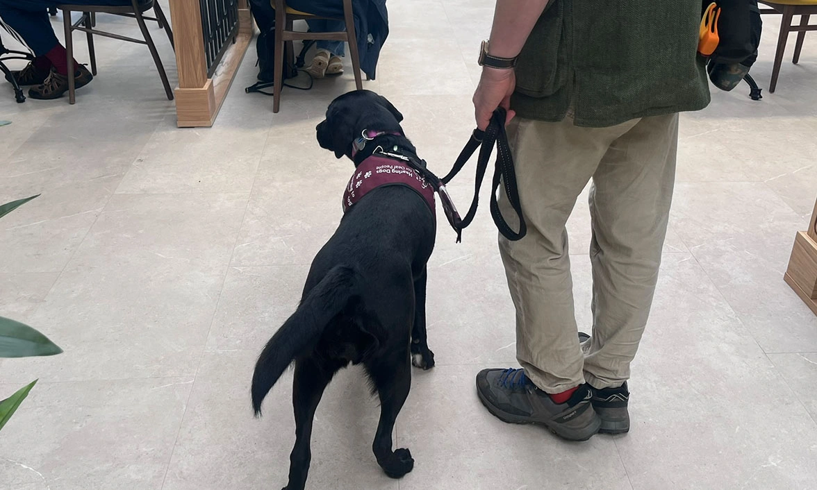 Black Labrador walking on lead in burgundy training jacket