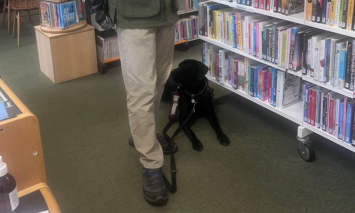 Black Labrador wearing burgundy training jacket settling in library