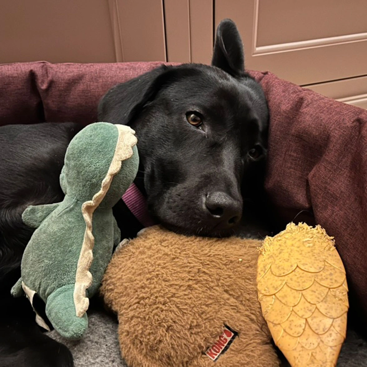 Black Labrador snuggling with soft toys in bed