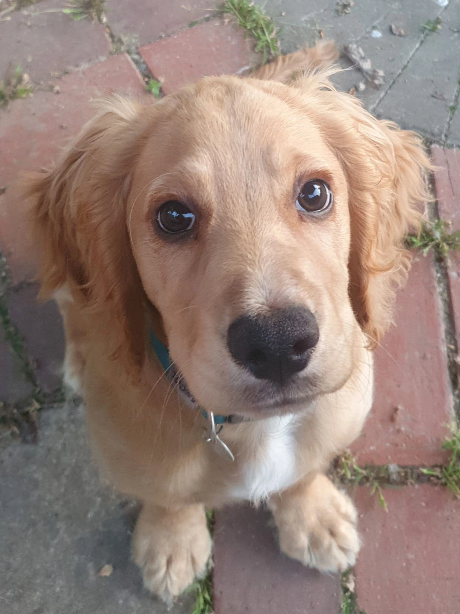 Golden spaniel sitting nicely on pavement