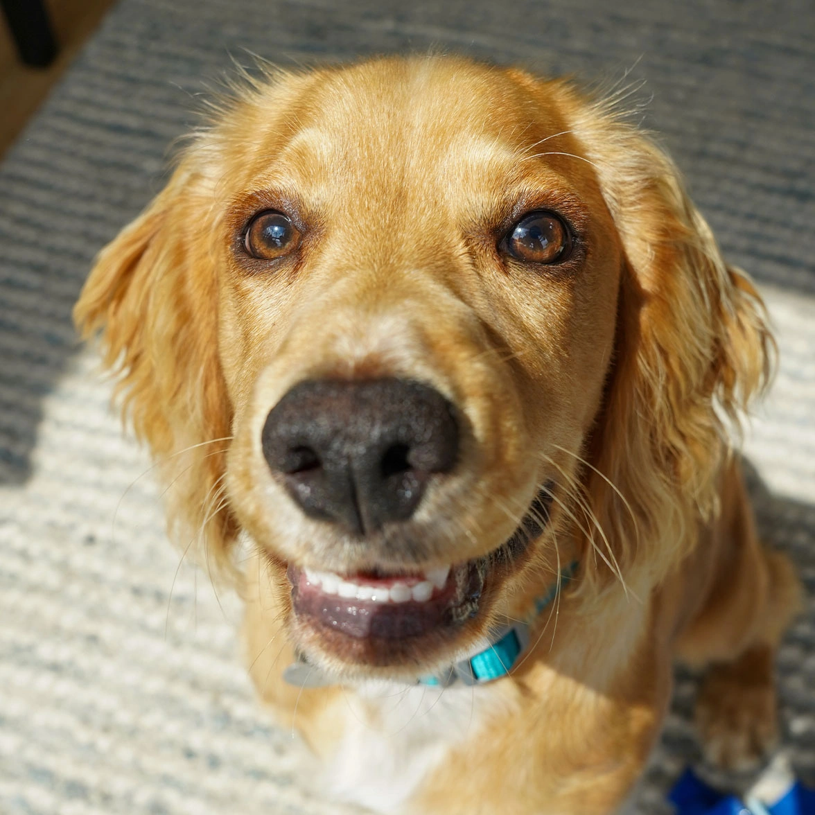 Golden Cocker Spaniel showing his teeth as if he is smiling