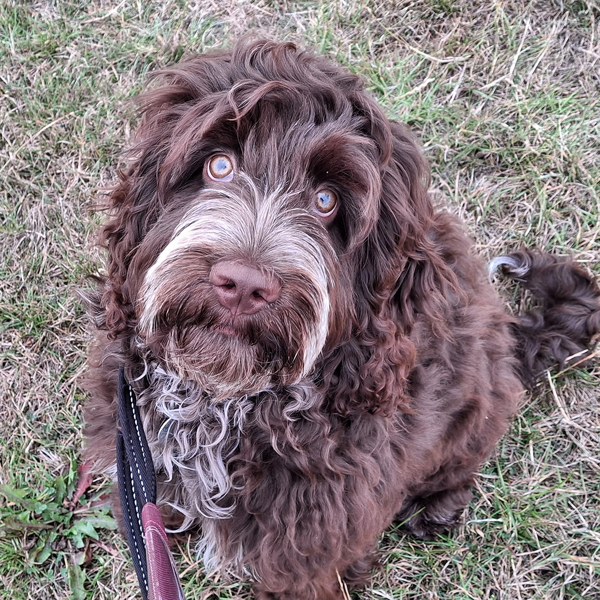 Chocolate Cockapoo sitting on grass looking directly at camera