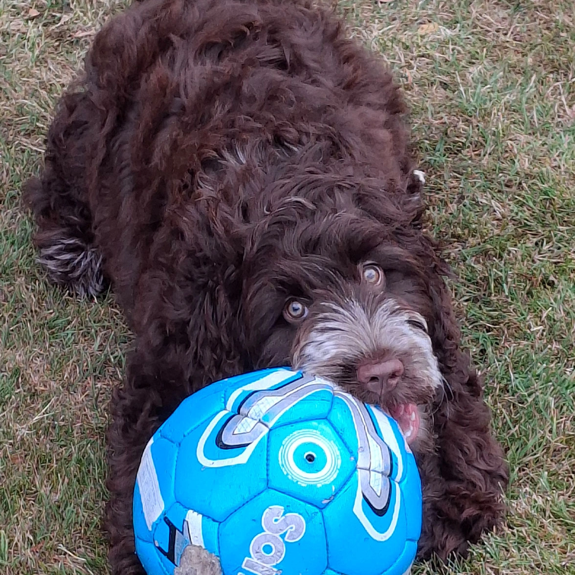 Chocolate Cockapoo on grass with blue football