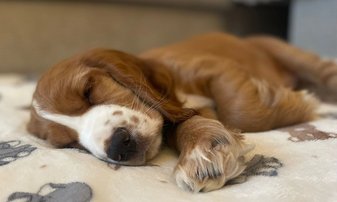 Dreaming of all the fun adventures still to come