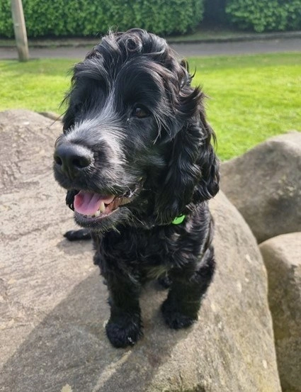 A black cocker spaniel dog, mouth slightly open, sitting on a large boulder.