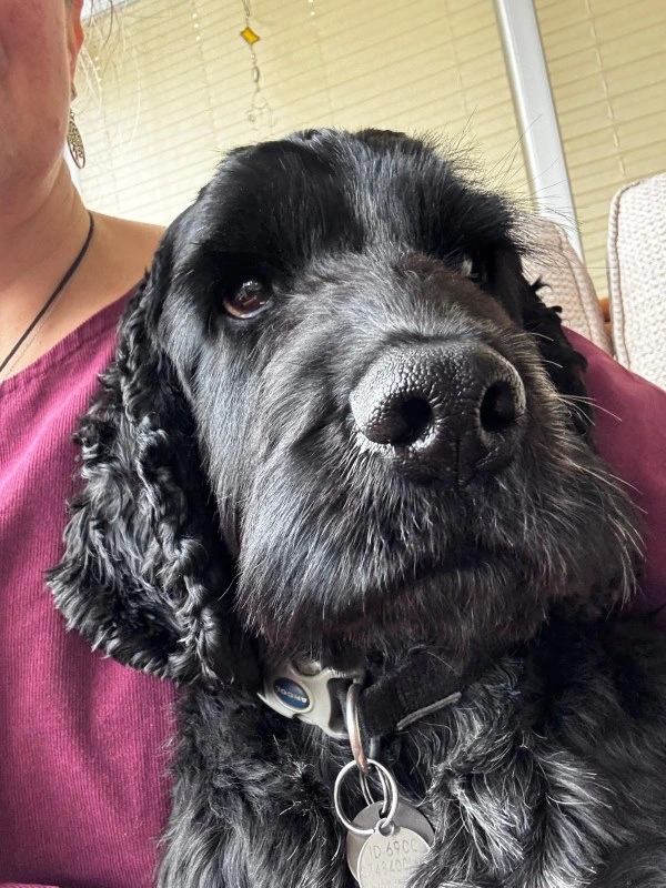 Close up photo of black cocker spaniel Dexter, looking off to the right