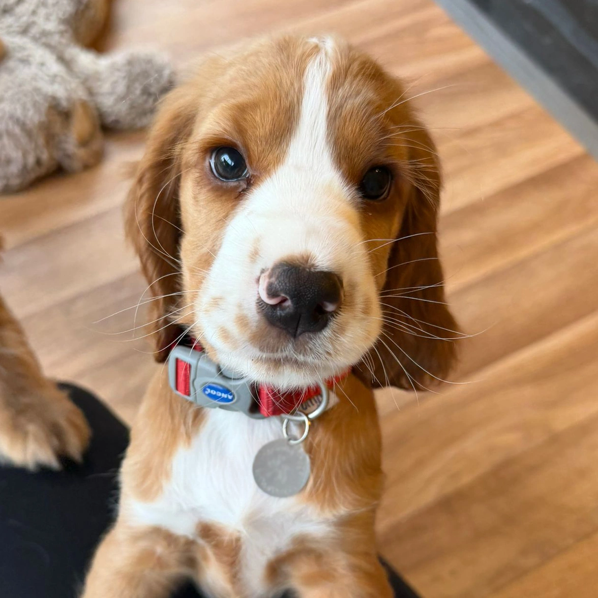 Gold and white spaniel puppy