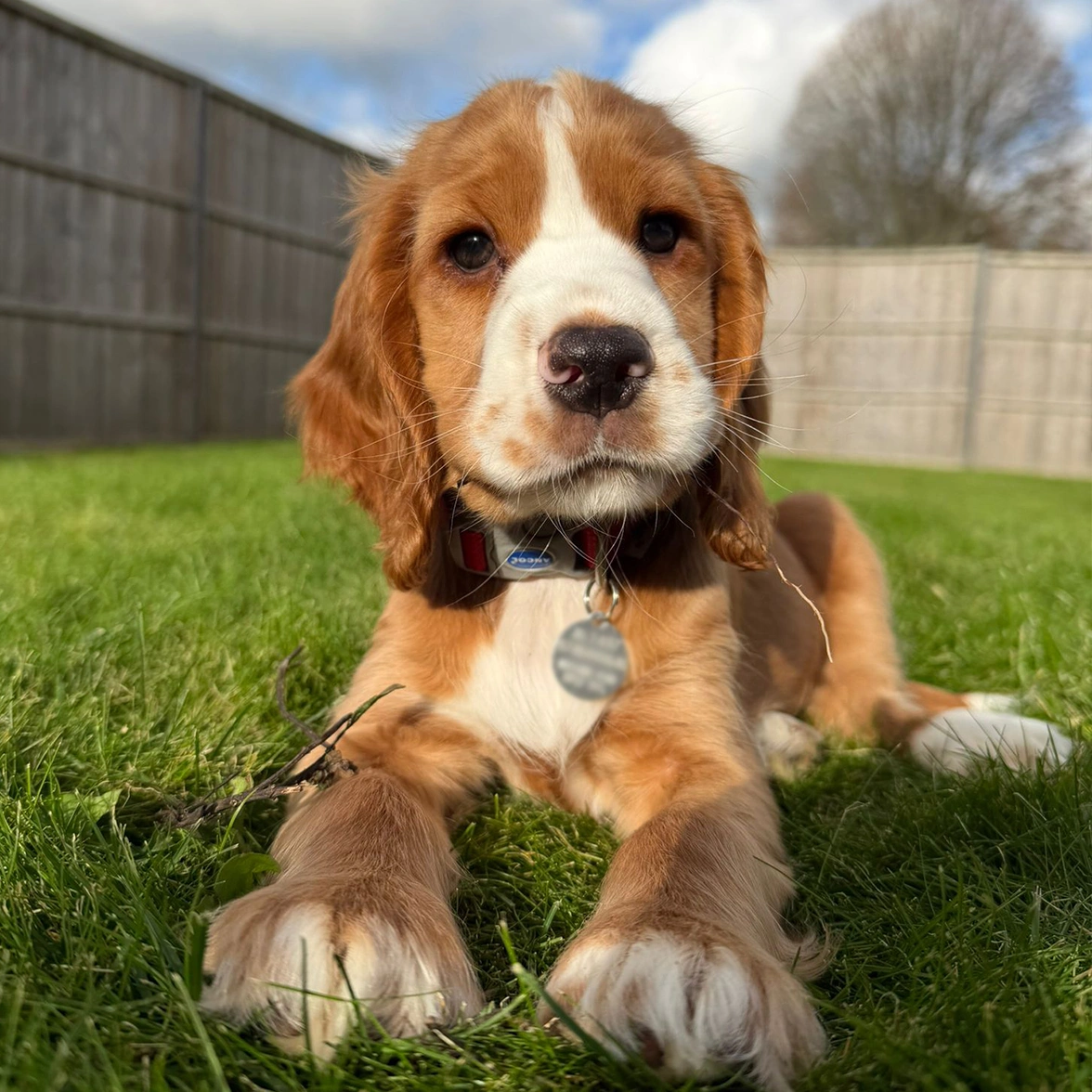 Orange and white spaniel settling on grass