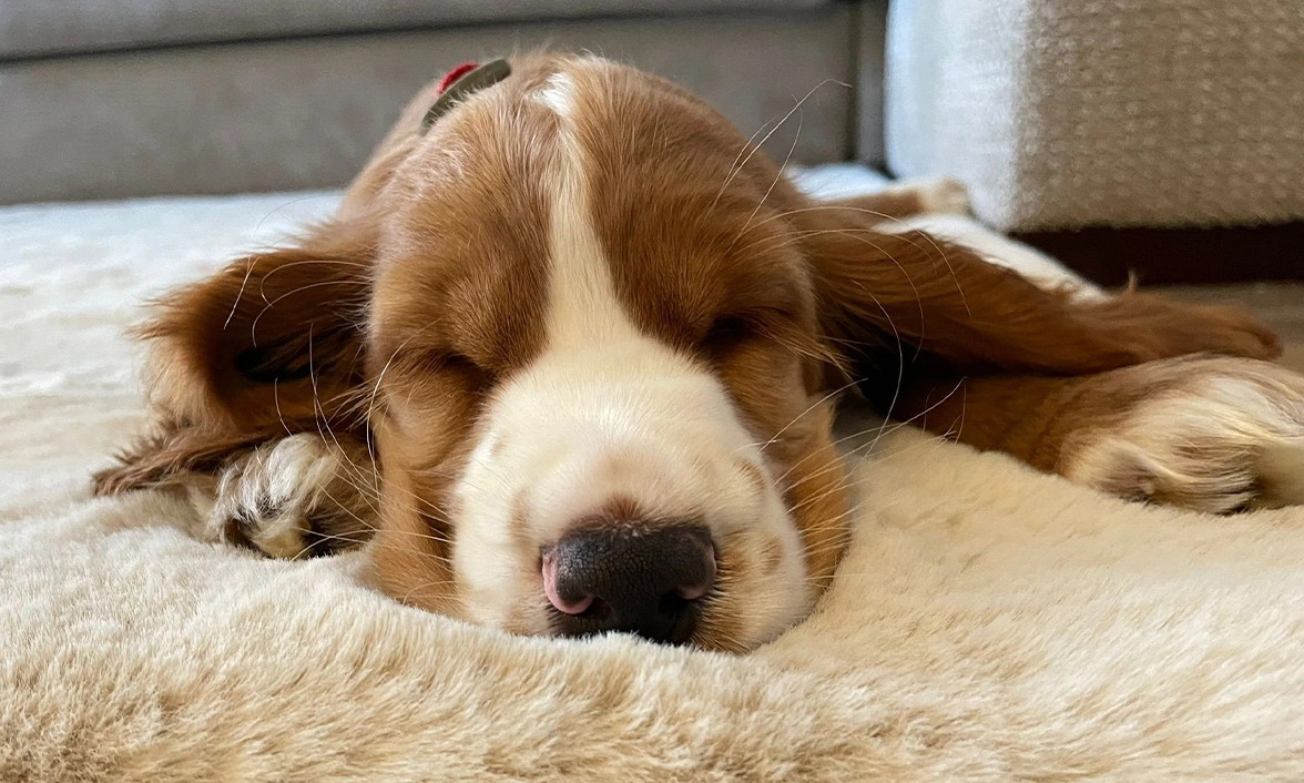 Golden and white spaniel puppy sleeping on soft blanket
