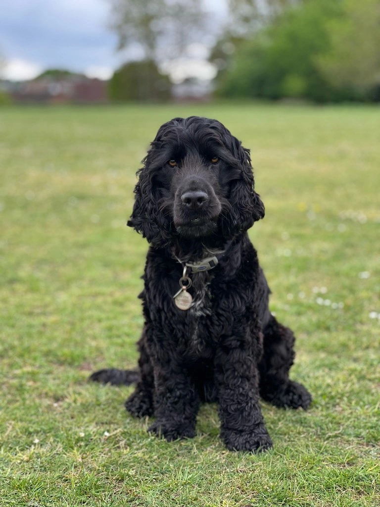 A black cocker spaniel, Ezra, sitting in a grassy field.