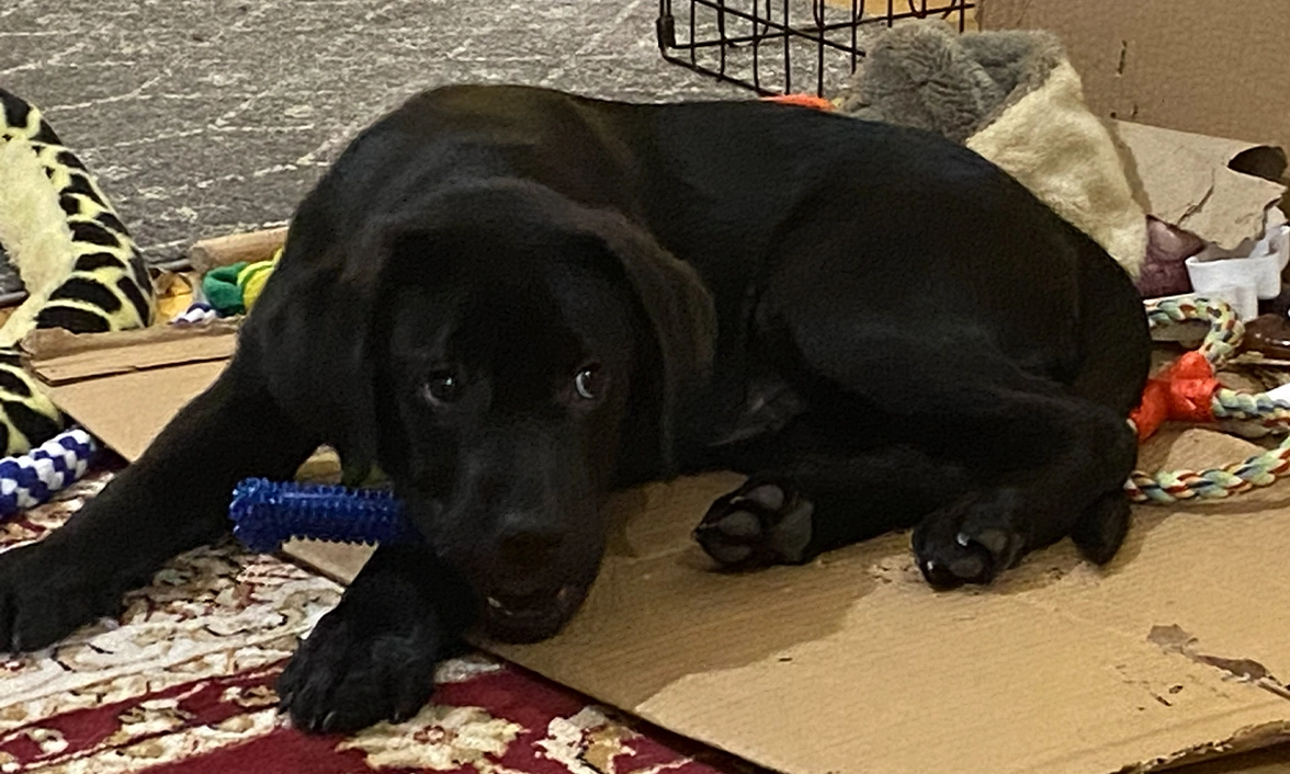 Daydreaming with his favourite chew toy