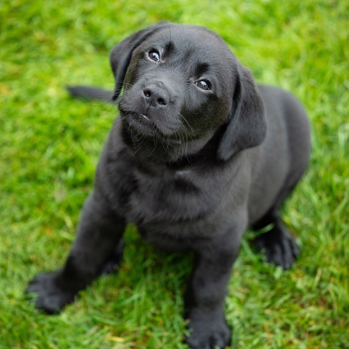 Black Labrador sitting on grass