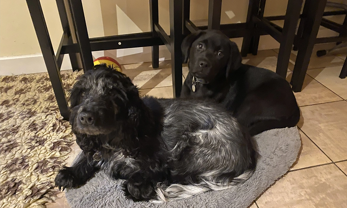 Black Labrador and Blue Roan spaniel snuggling in bed together