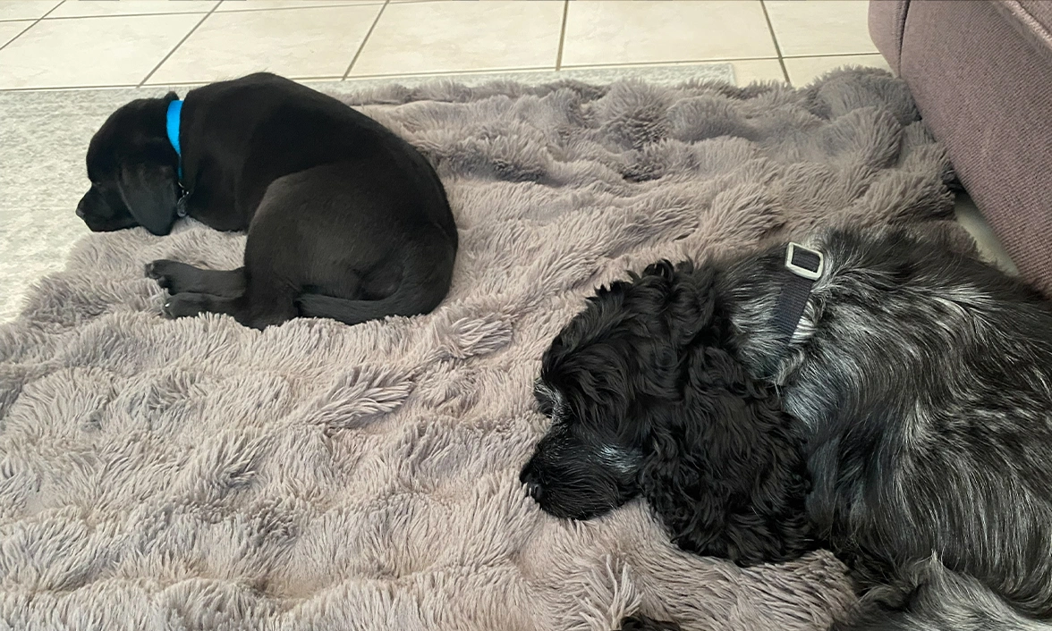 Black Labrador and Blue Roan spaniel sleeping