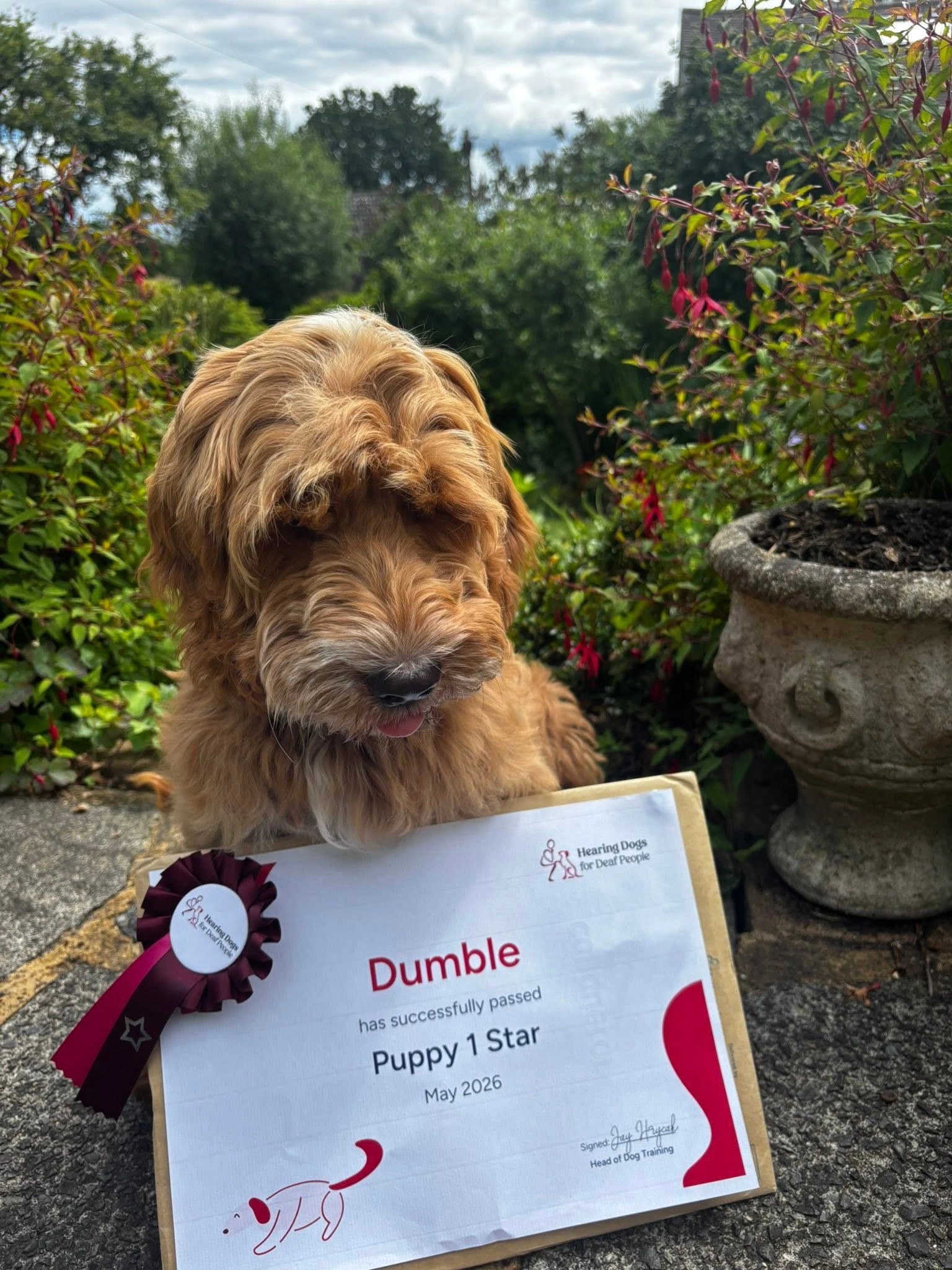 A shaggy light furred dog, sitting in a garden type area, with a Puppy 1 Star certificate positioned in front