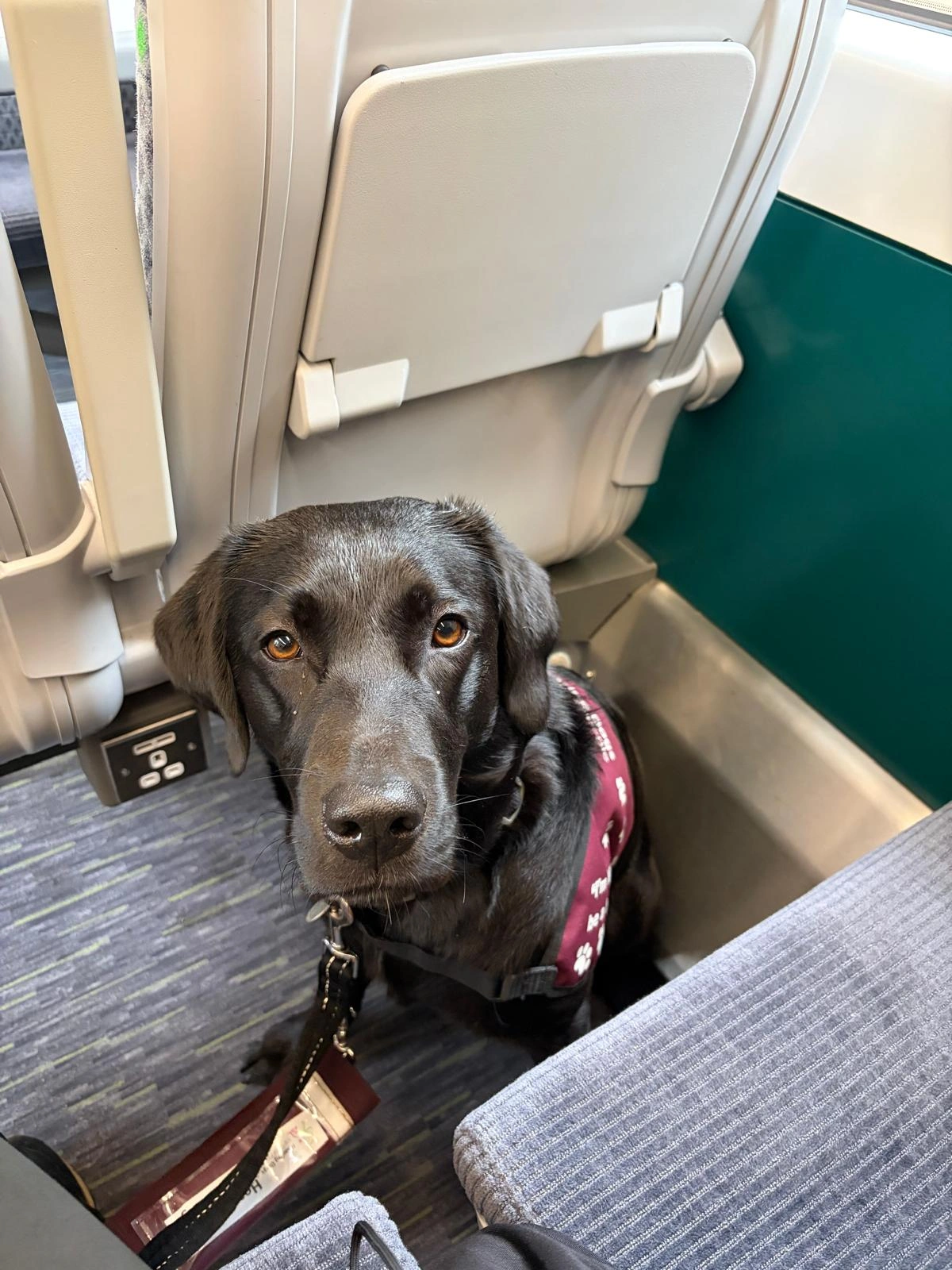 A black labrador sitting calmly on the inside row of a train seating. He is looking up at his handler.