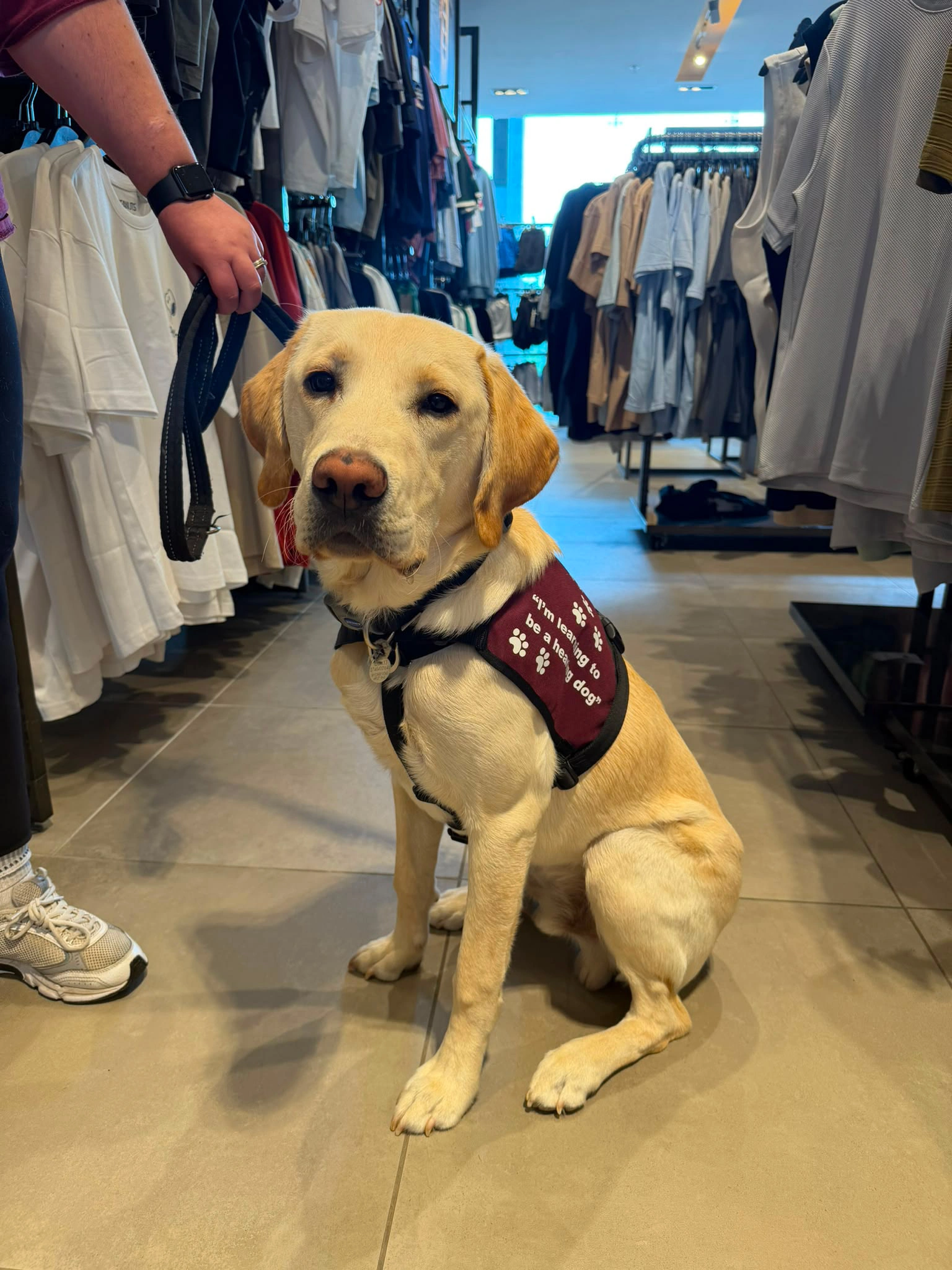 Golden Labrador Preston sitting patiently in a clothing shop. He is wearing his training jacket.