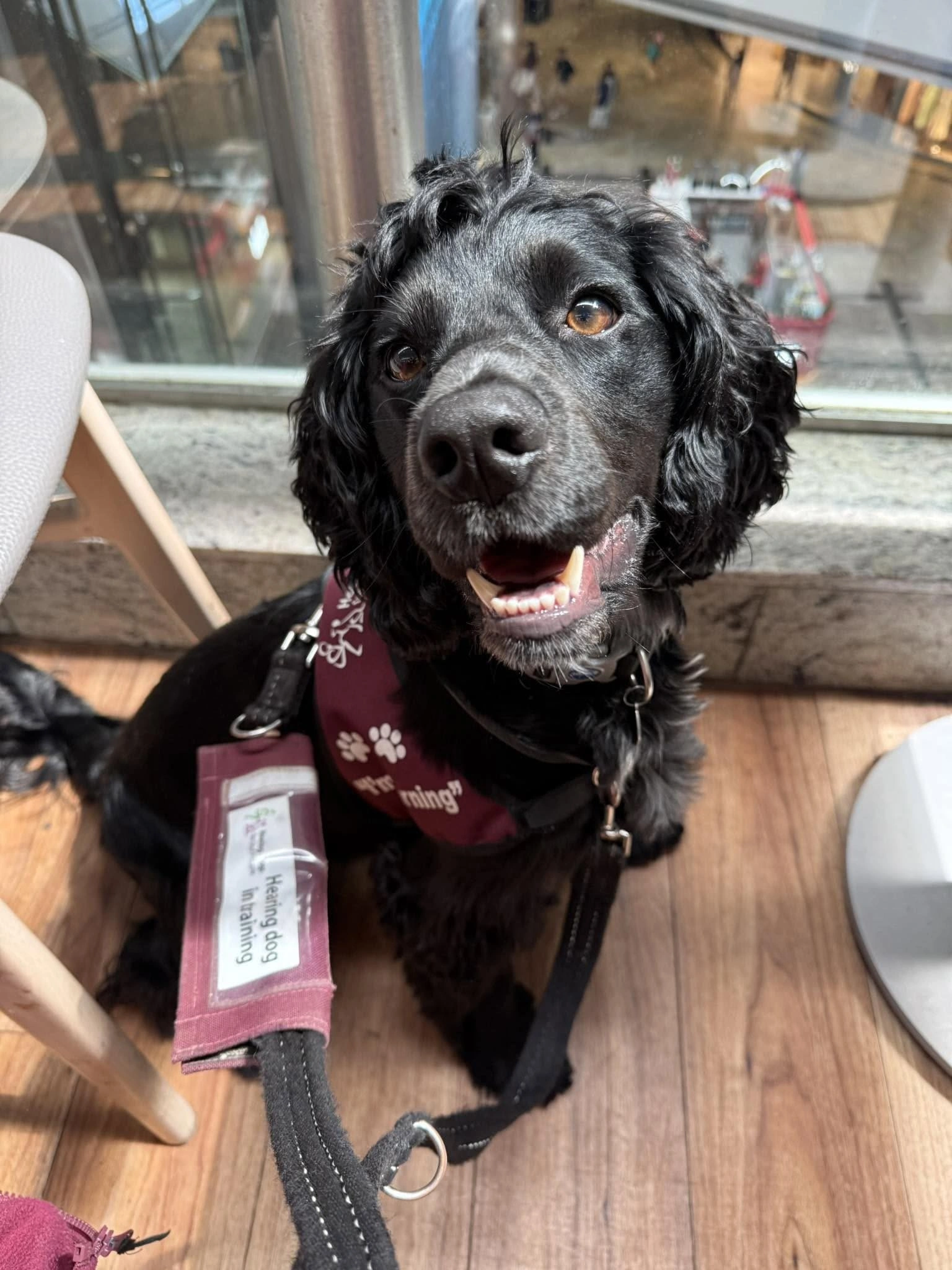 A dog with curly black fur is sitting nicely in what looks like the upper floor of a shopping mall, wearing a training jacket.
