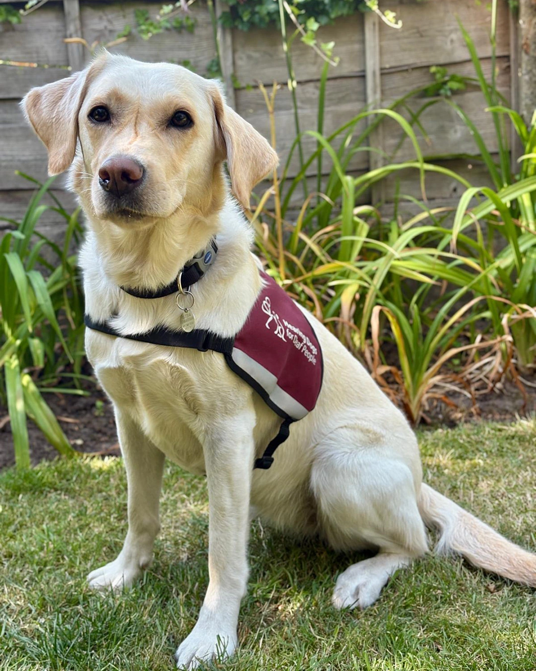 A white labrador sitting in a garden wearing a hearing dogs vest.