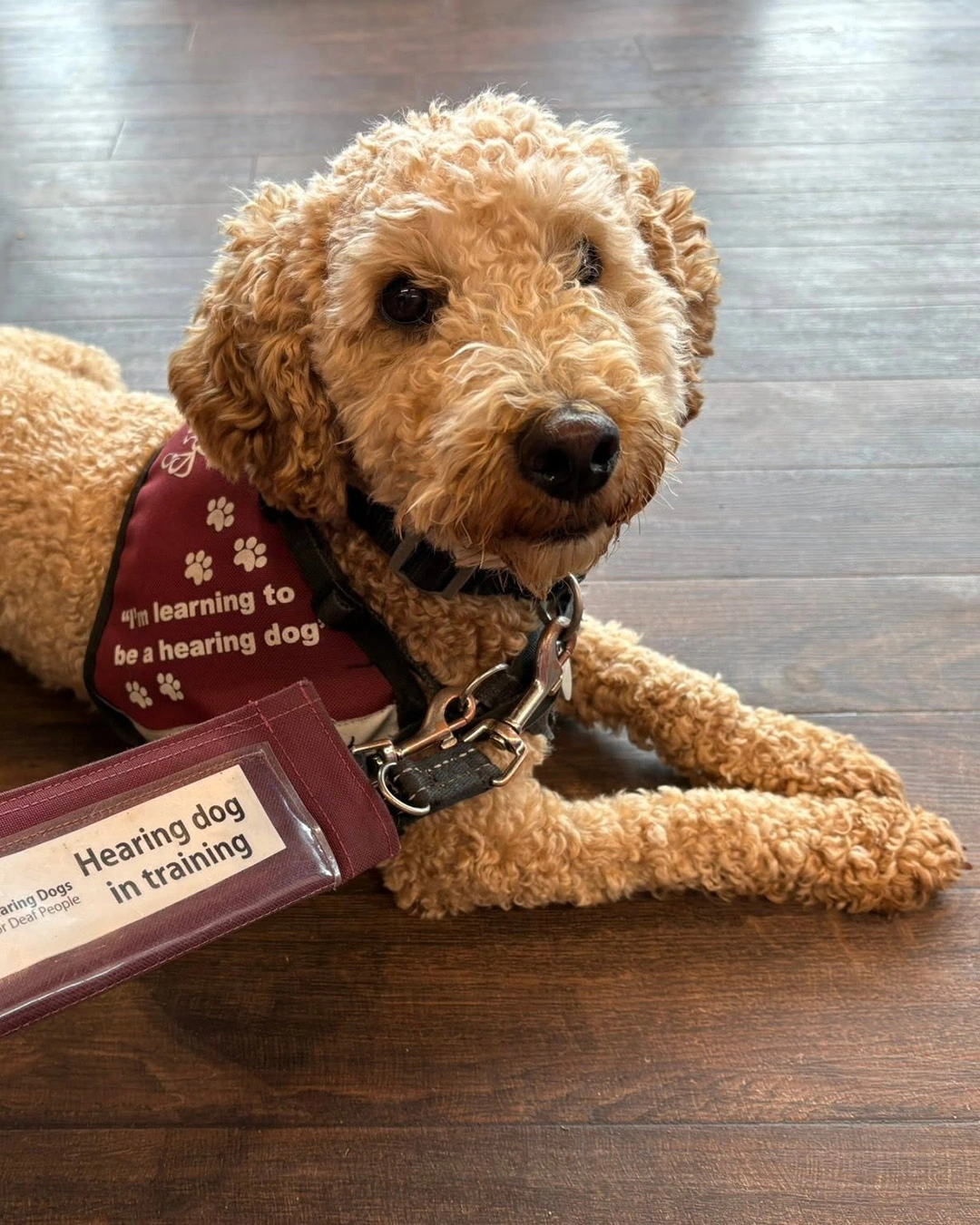 Light curly furred dog laying down on a dark wooden floor, paws flat in front.