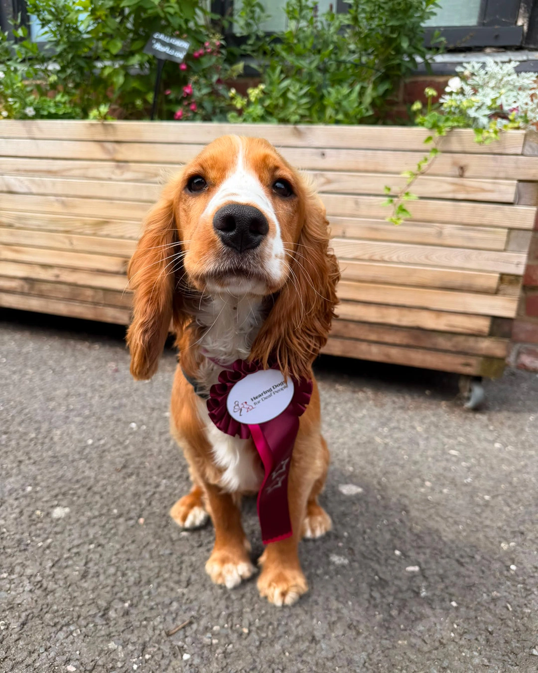 A brown and white cocker spaniel sitting proudly in front of a wooden planter. She has a burgundy rosette on her chest.