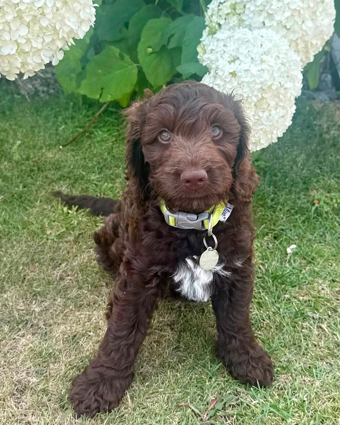 A chocolate brown cockapoo puppy with a small white patch of fur on his chest. He is sitting on grass in front of large white flowers.